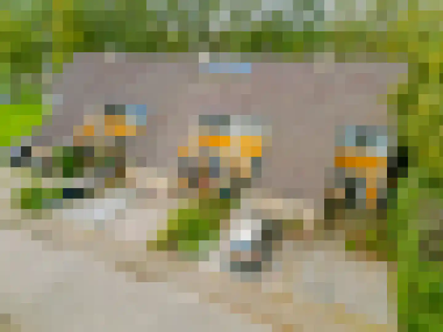 Dars 6 Wognum