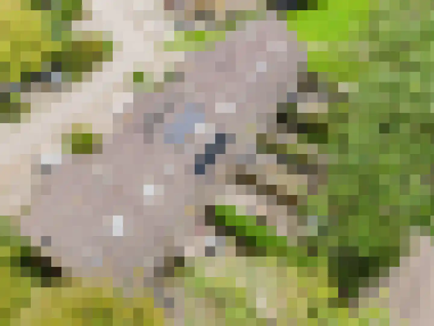 Dars 6 Wognum thumbnail 50