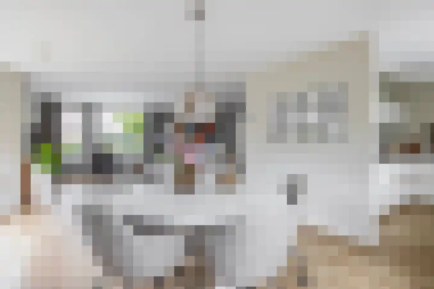 Das 1 Veldhoven thumbnail 17