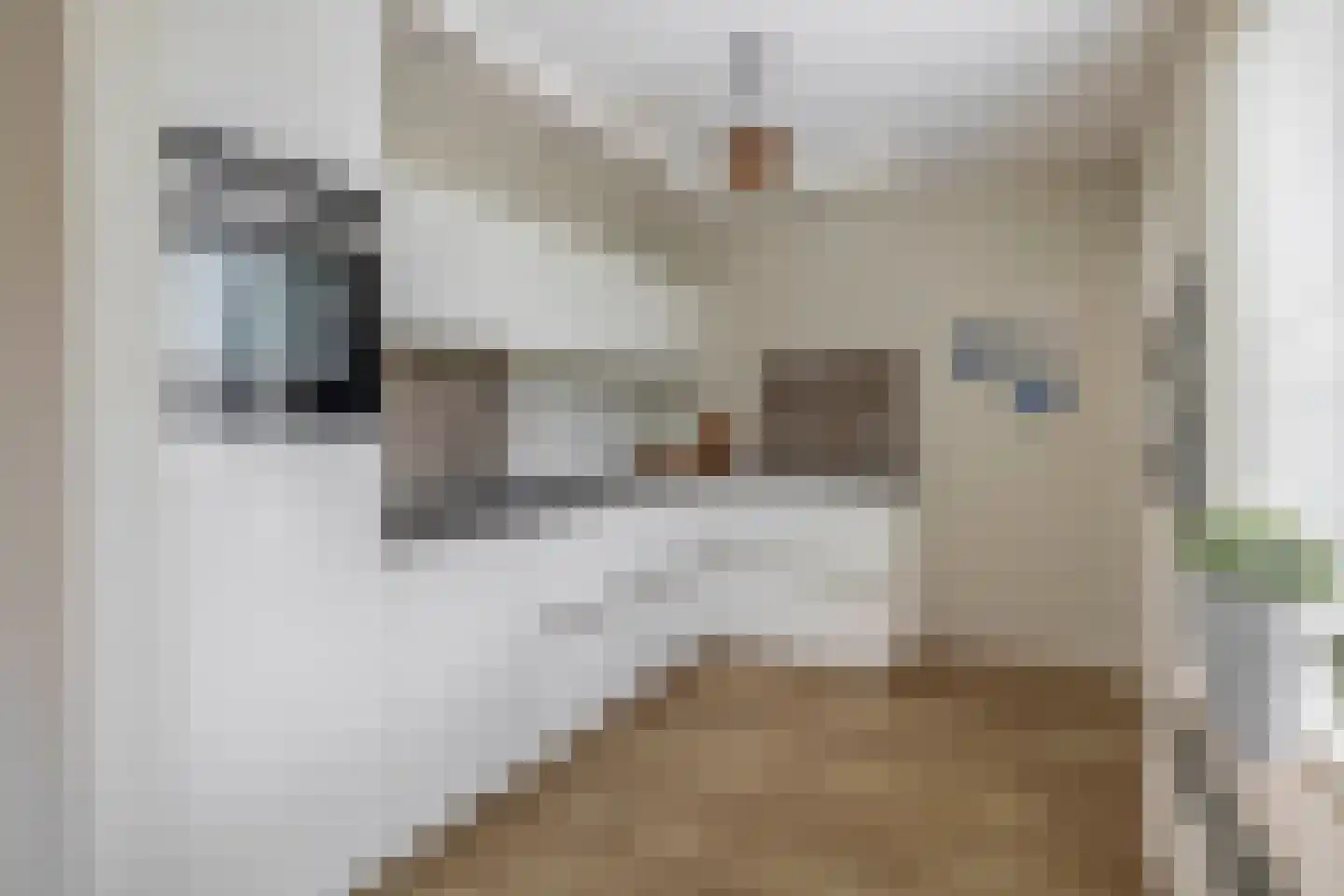 Das 1 Veldhoven thumbnail 4
