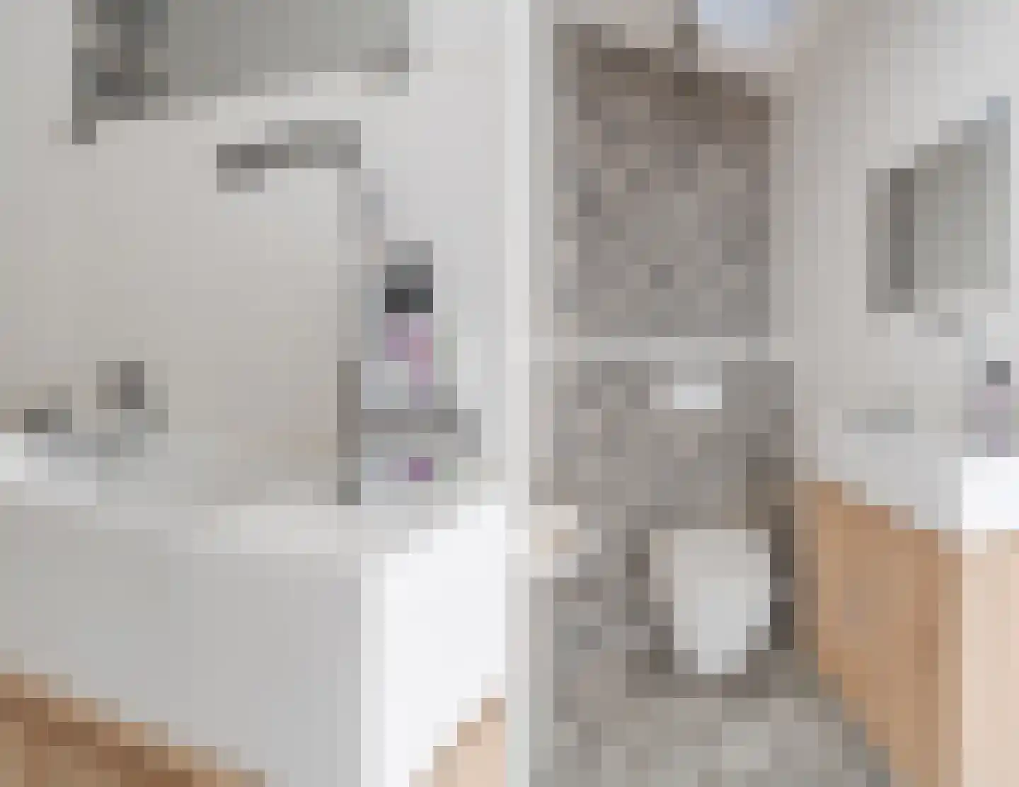 Das 7 Veldhoven thumbnail 30