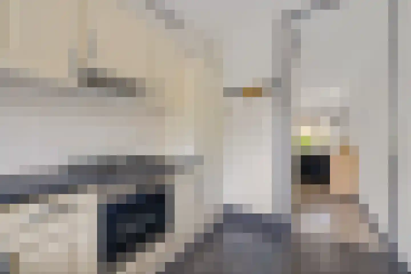 Daslook 45 Leeuwarden thumbnail 14