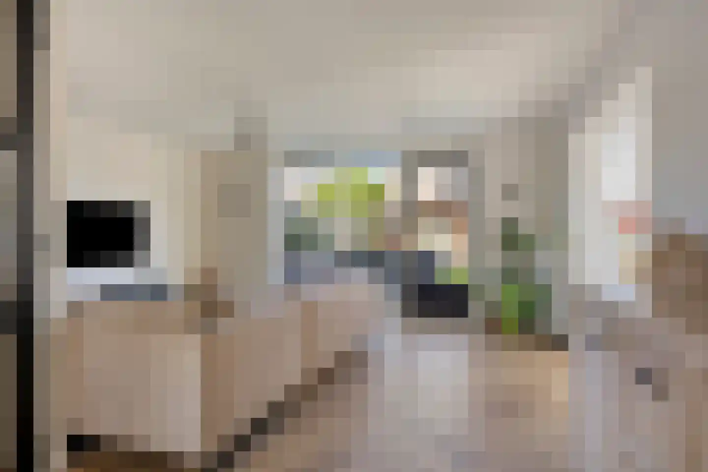 Dasseburcht 14 Baarle-Nassau thumbnail 8