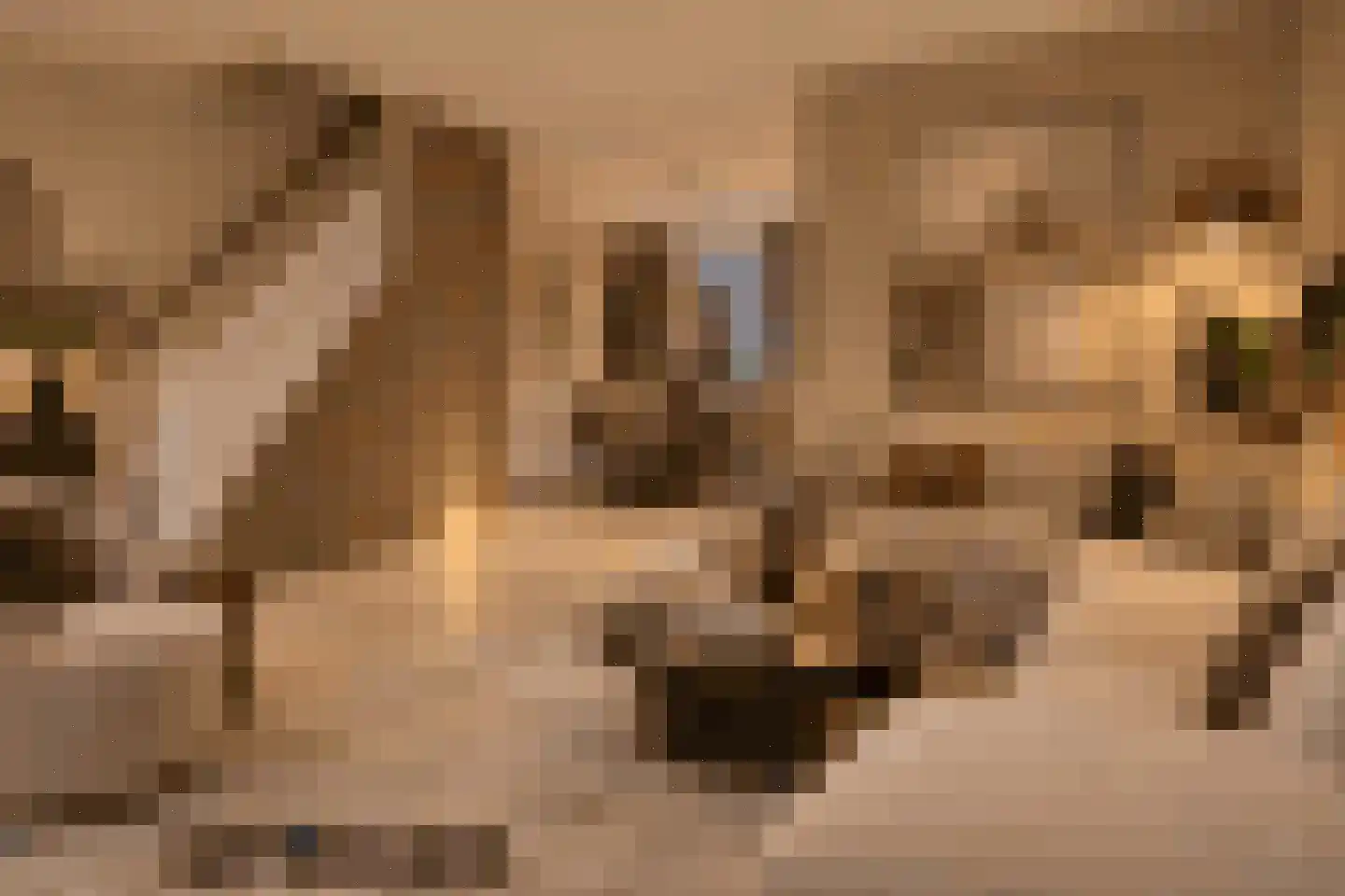 Dasseburcht 58 Oss thumbnail 5