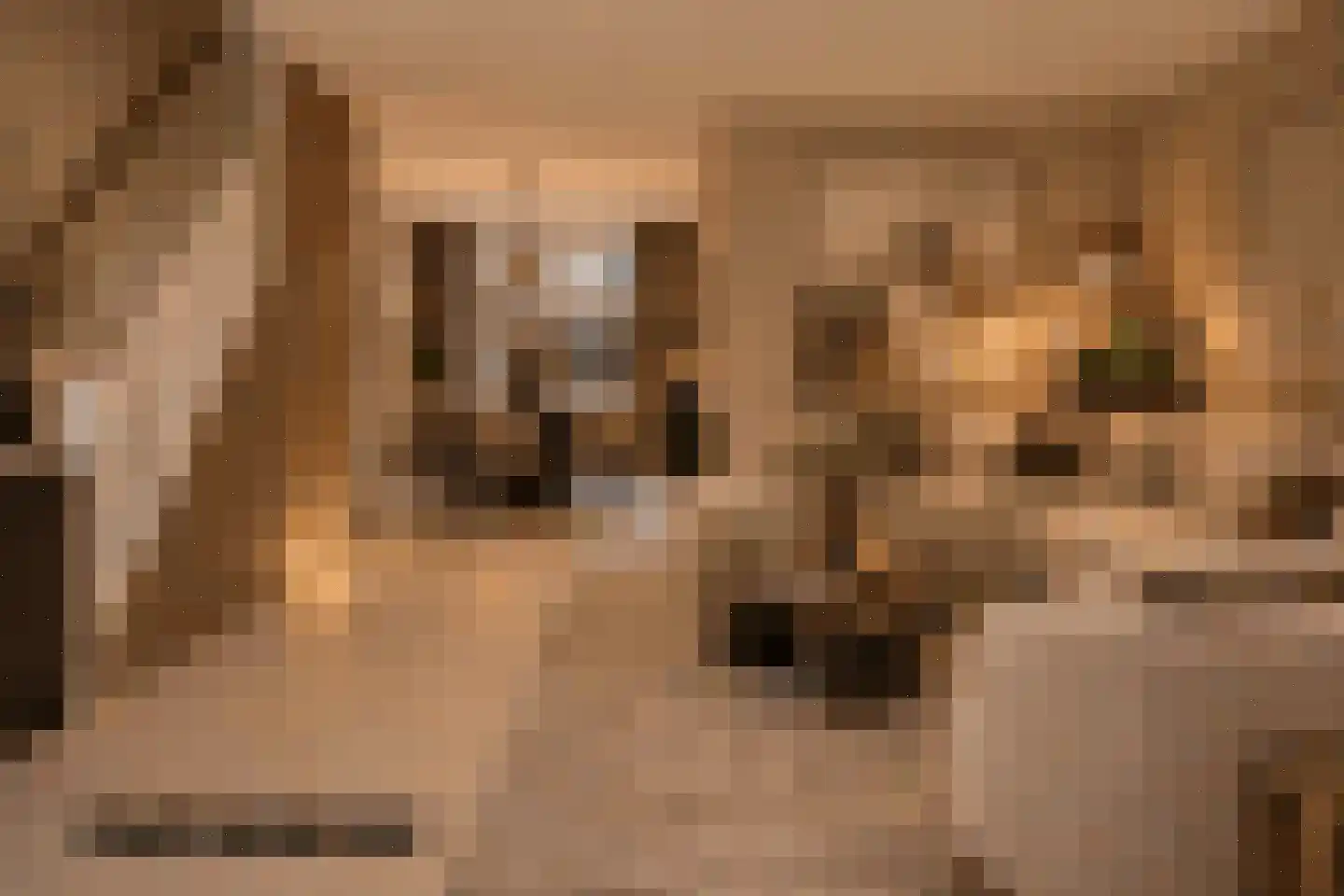 Dasseburcht 58 Oss thumbnail 7