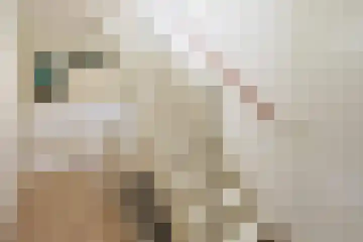 Dassenakker 45 Houten thumbnail 22