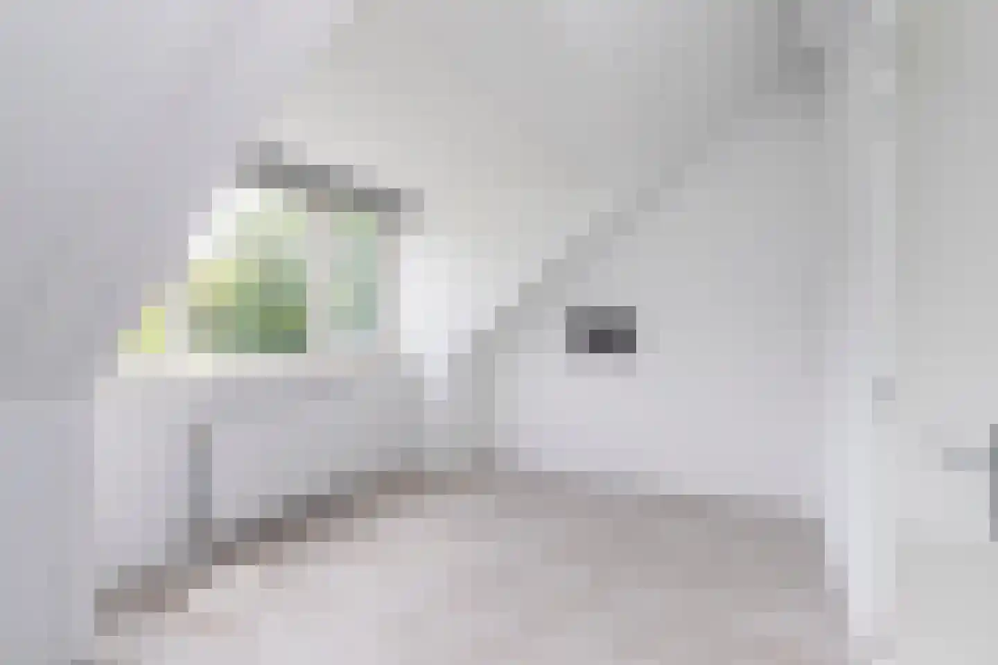 Dassenberg 44 Rijswijk thumbnail 30