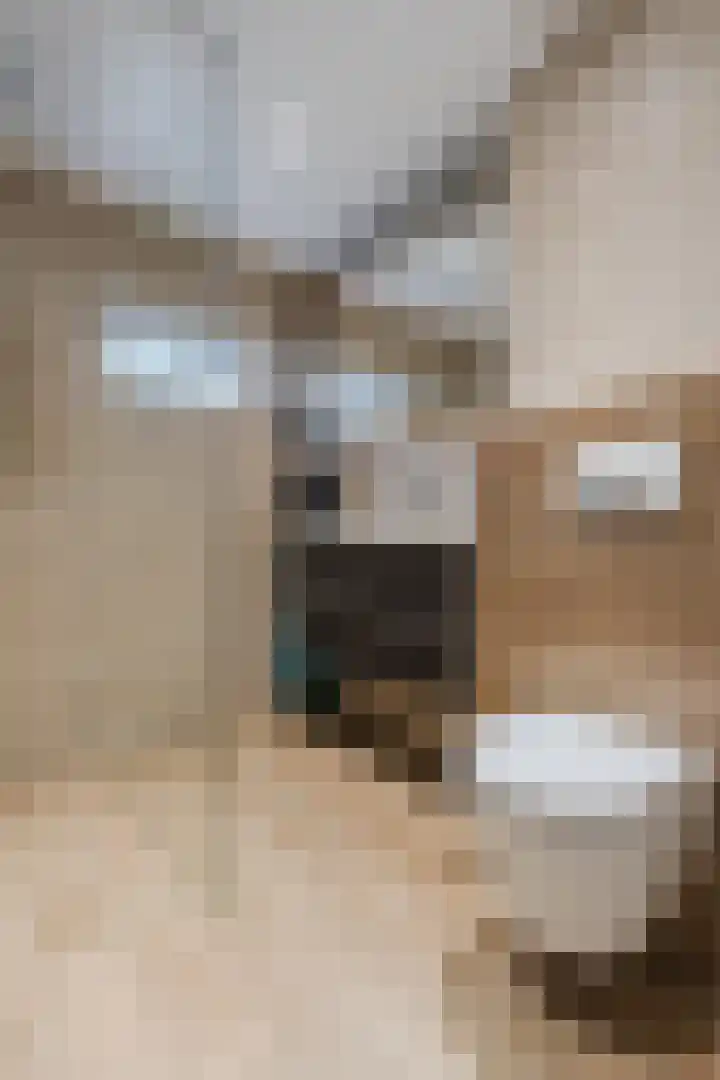 Dassenbos 254 Hoofddorp thumbnail 18