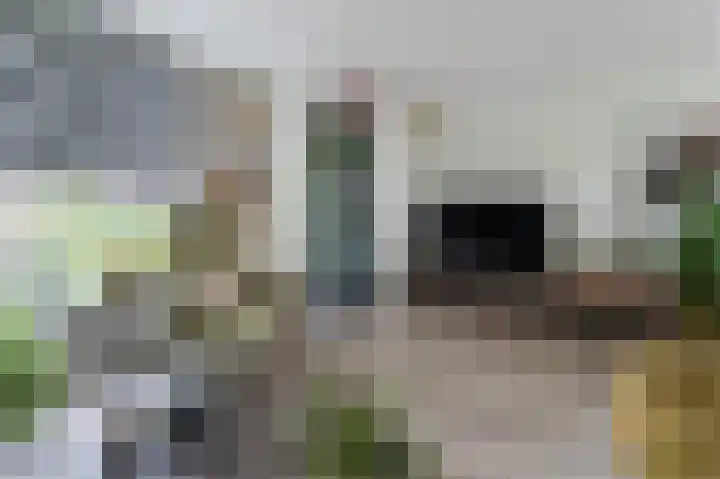 Dassenbos 254 Hoofddorp thumbnail 6