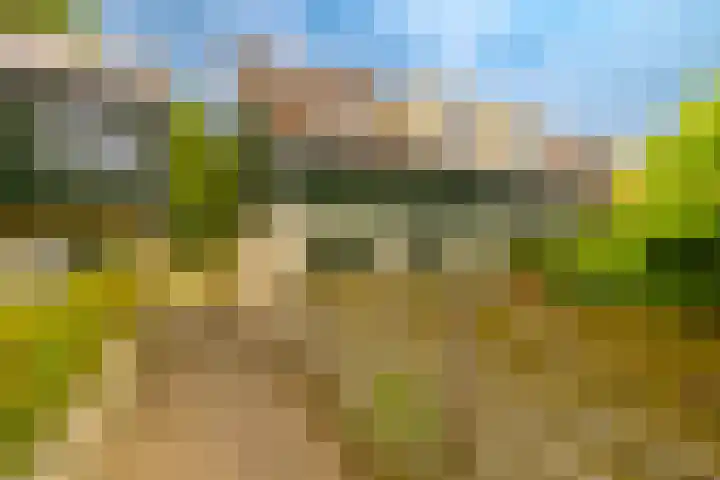 Dassenbos 256 Hoofddorp thumbnail 39