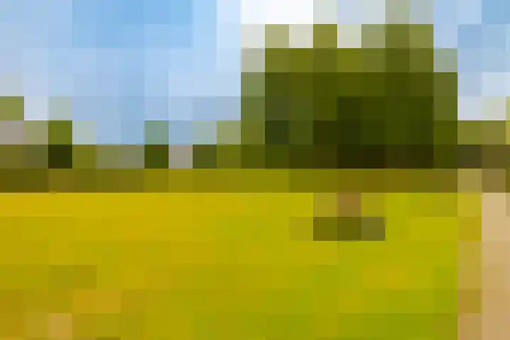 Dassenbos 256 Hoofddorp thumbnail 42