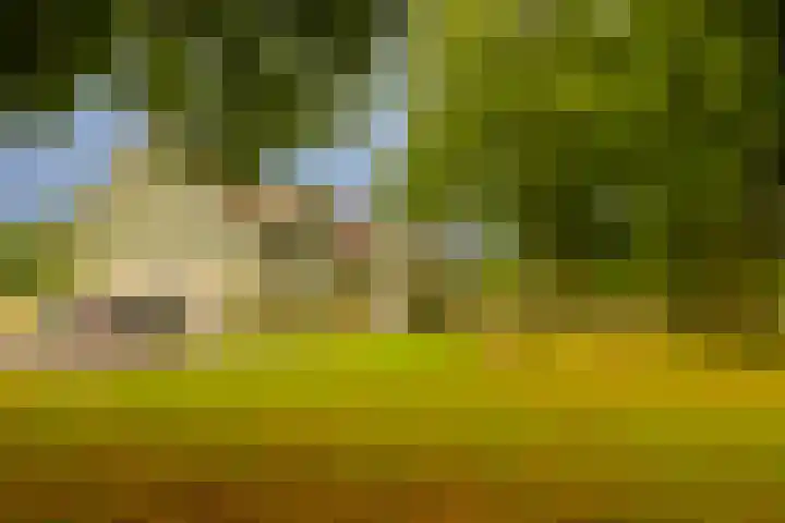 Dassenbos 256 Hoofddorp thumbnail 44