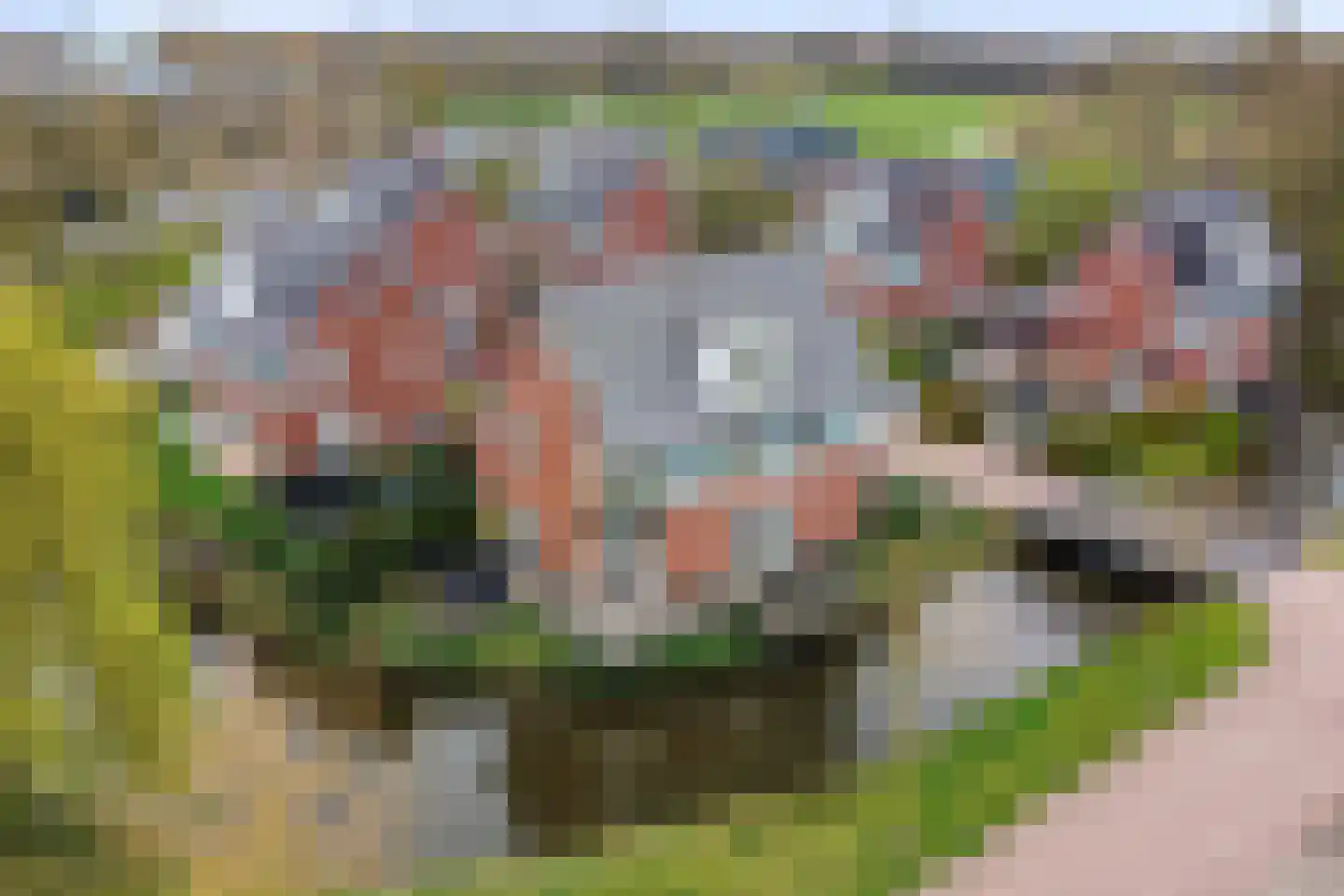 Dassenburcht 1 Scherpenzeel foto 2