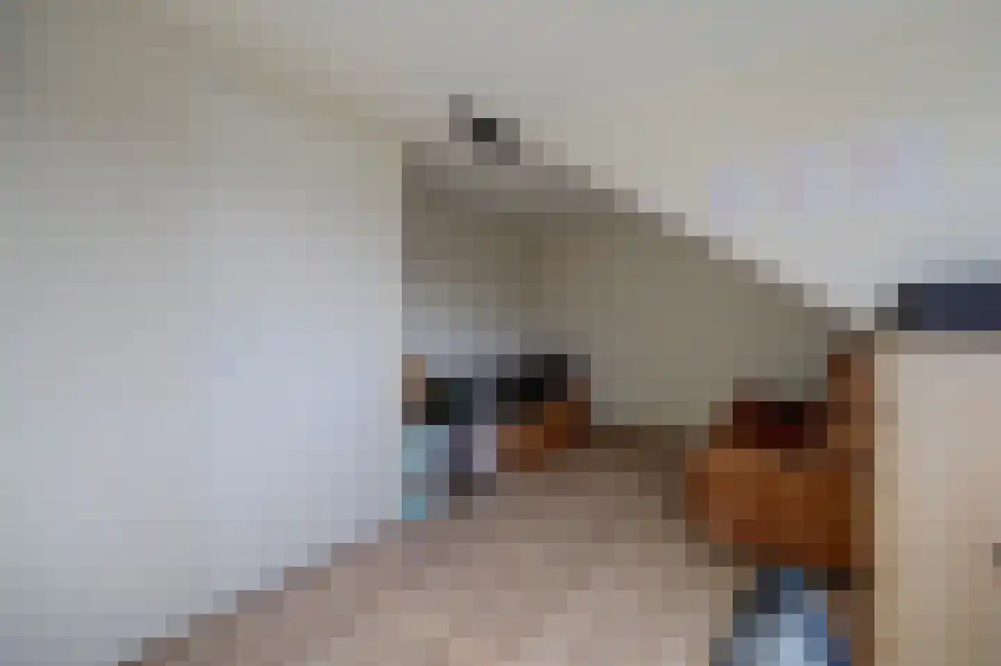 Dassenburcht 41 Cuijk thumbnail 35