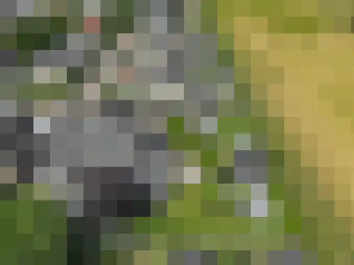 Dassenburcht 52 Muntendam thumbnail 37