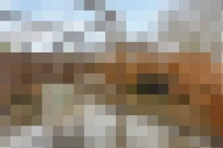 Dassenhoorn 34 Landgraaf thumbnail 28
