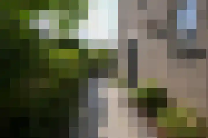 Dassenlaan 21 Landgraaf thumbnail 49