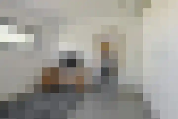 Dassenlaar 10 Bavel thumbnail 61