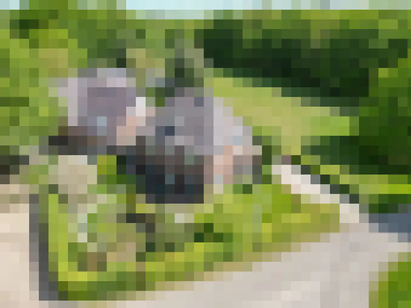 Dassenloop 13 Hernen thumbnail 5