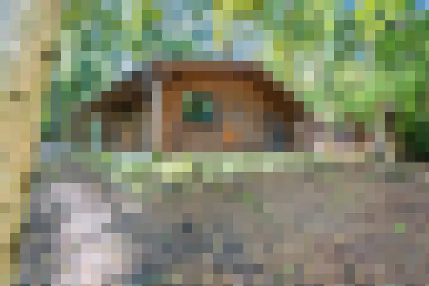 Dassenpad 15 Norg thumbnail 23