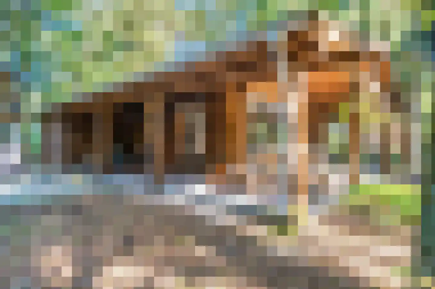 Dassenpad 15 Norg thumbnail 7