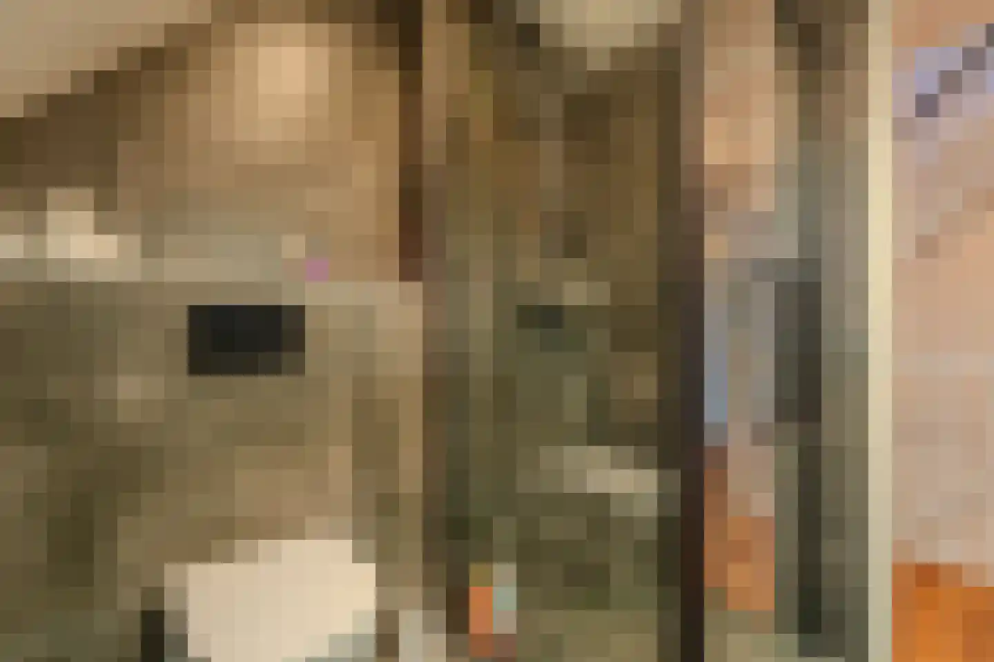Dassenwissel 16 Winschoten thumbnail 32