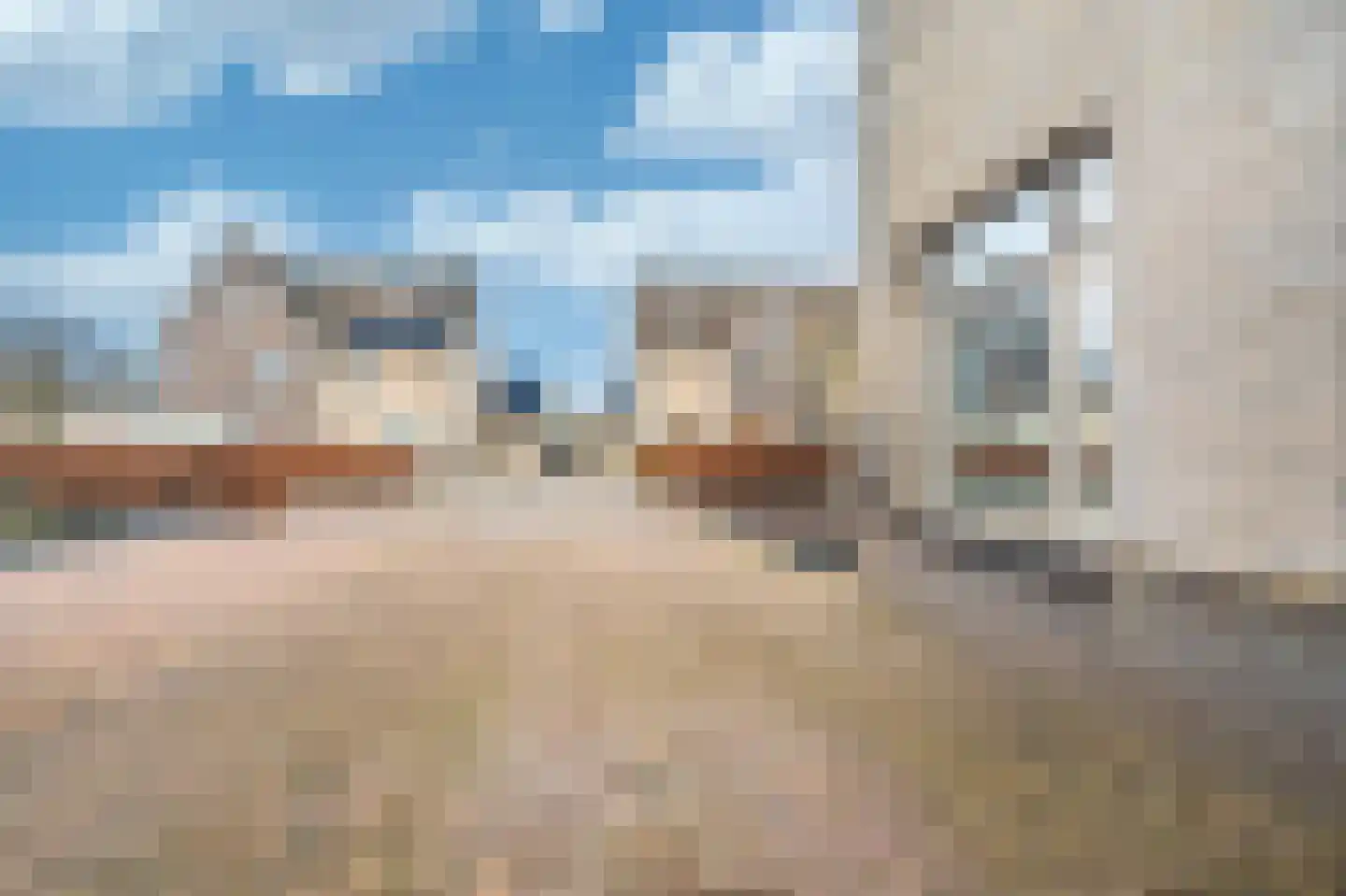 Dassenwissel 16 Winschoten thumbnail 54