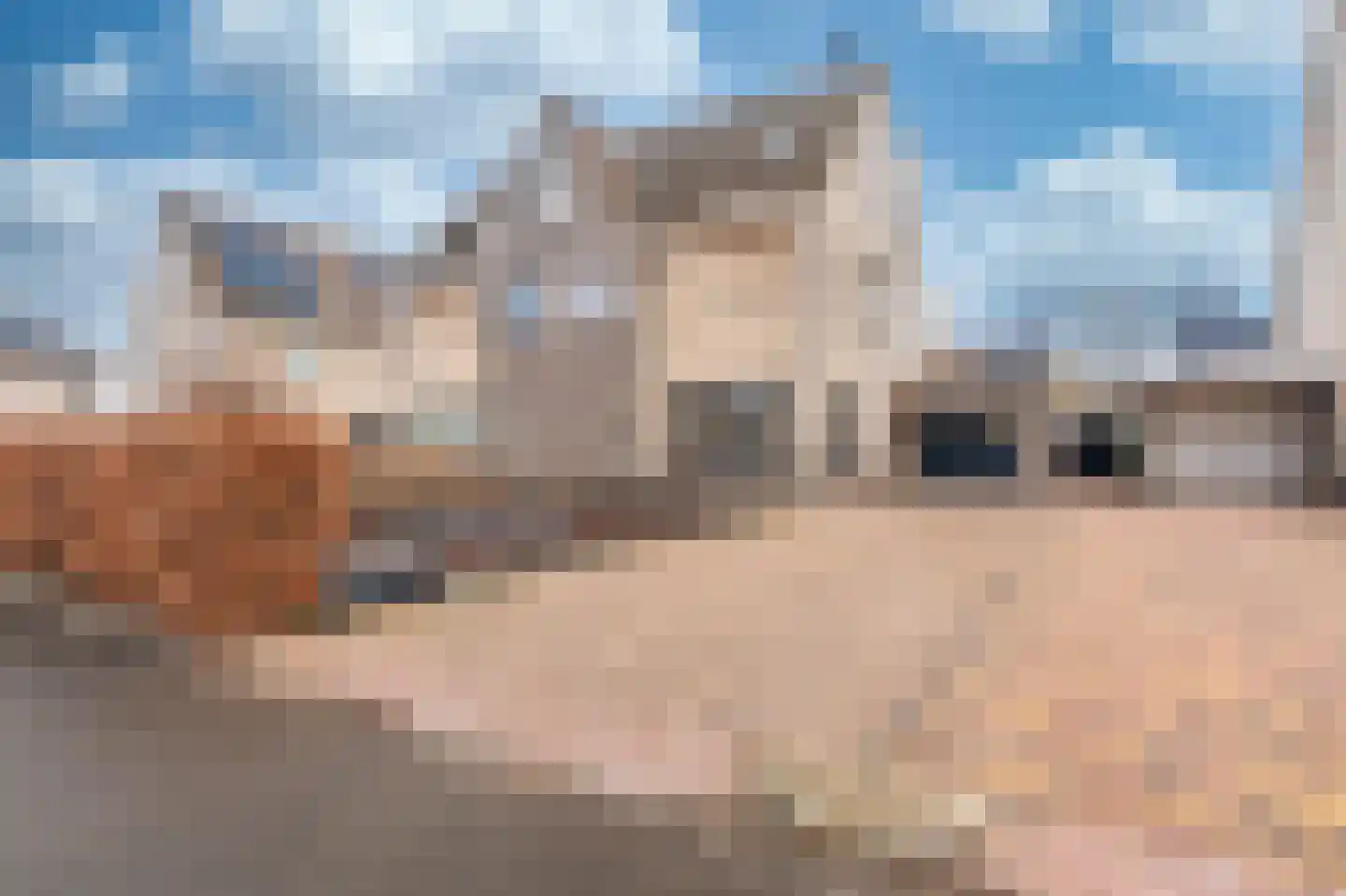 Dassenwissel 16 Winschoten thumbnail 58