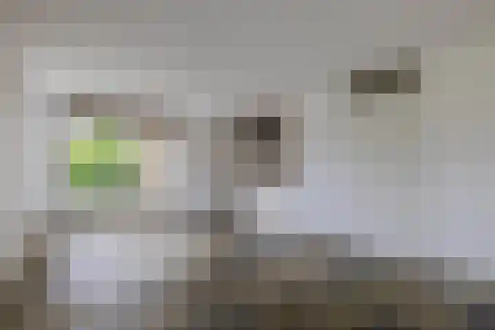 Dassenwissel 33 Winschoten thumbnail 12