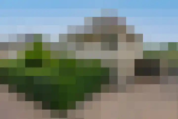 Dassenwissel 33 Winschoten thumbnail 35