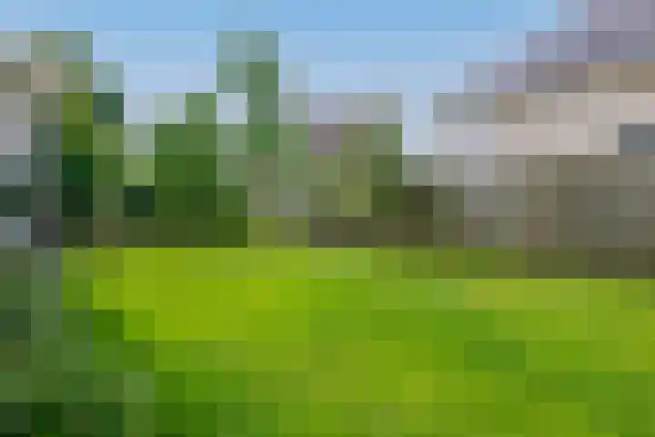 Dassenwissel 33 Winschoten thumbnail 37