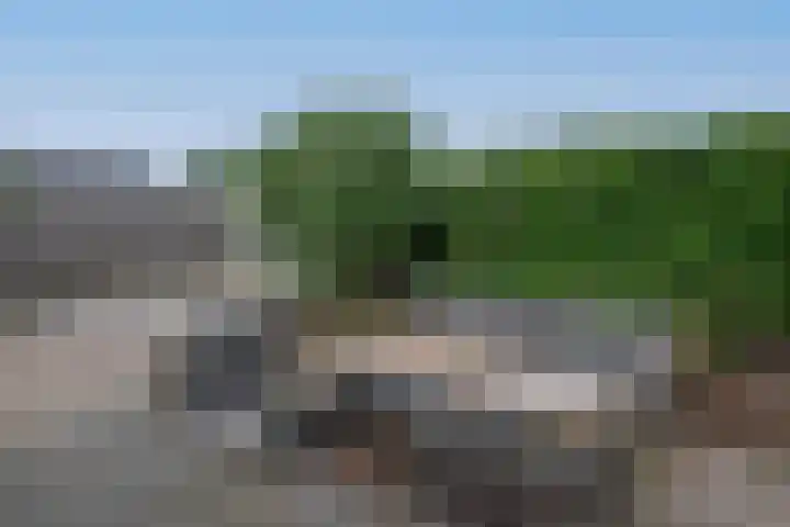 Dassenwissel 33 Winschoten thumbnail 38