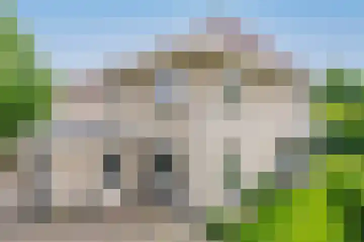Dassenwissel 33 Winschoten thumbnail 42