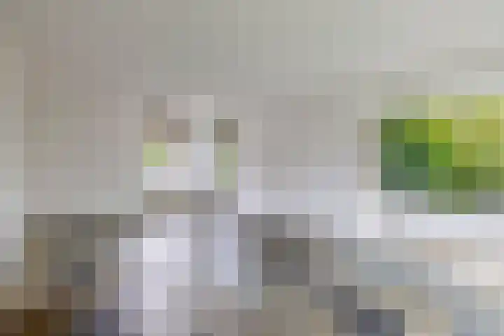 Dassenwissel 33 Winschoten thumbnail 7