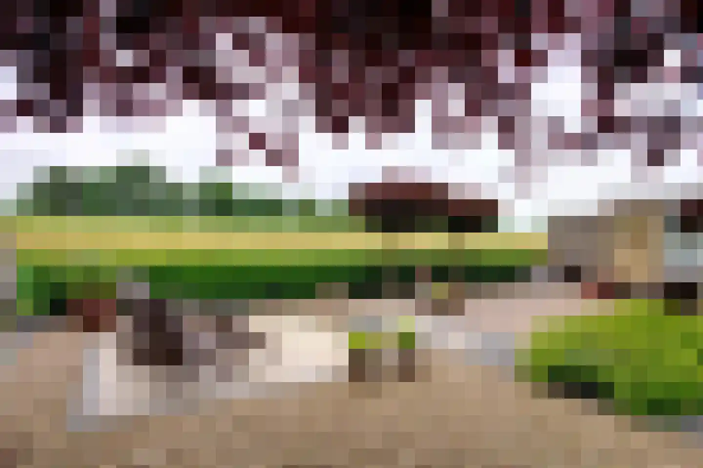 Dassenwissel 37 Winschoten thumbnail 10