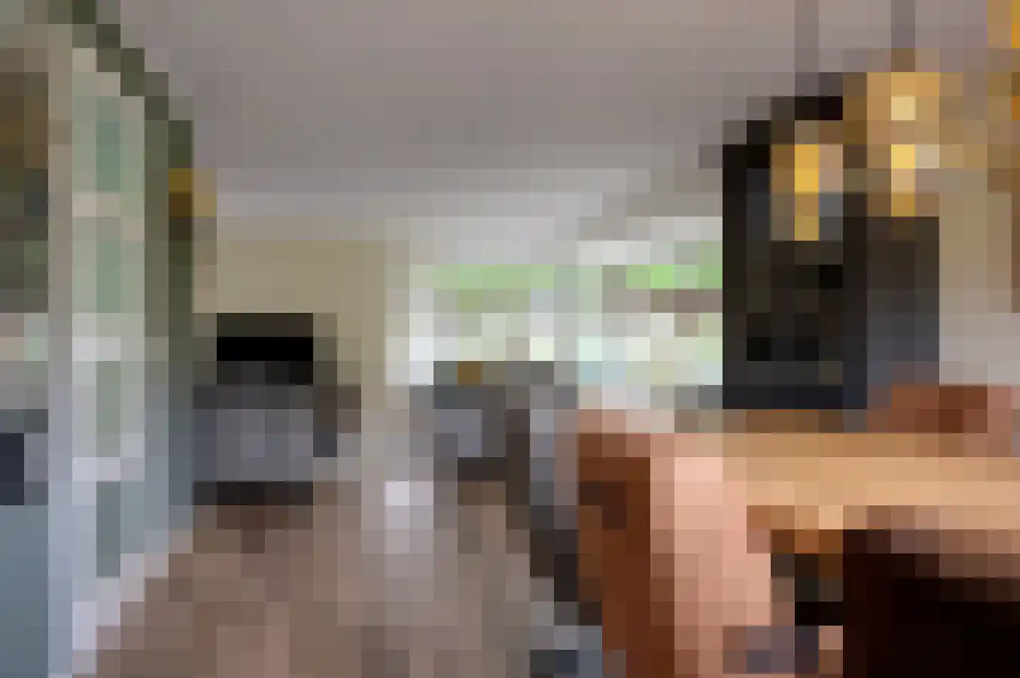 Dassenwissel 37 Winschoten thumbnail 15