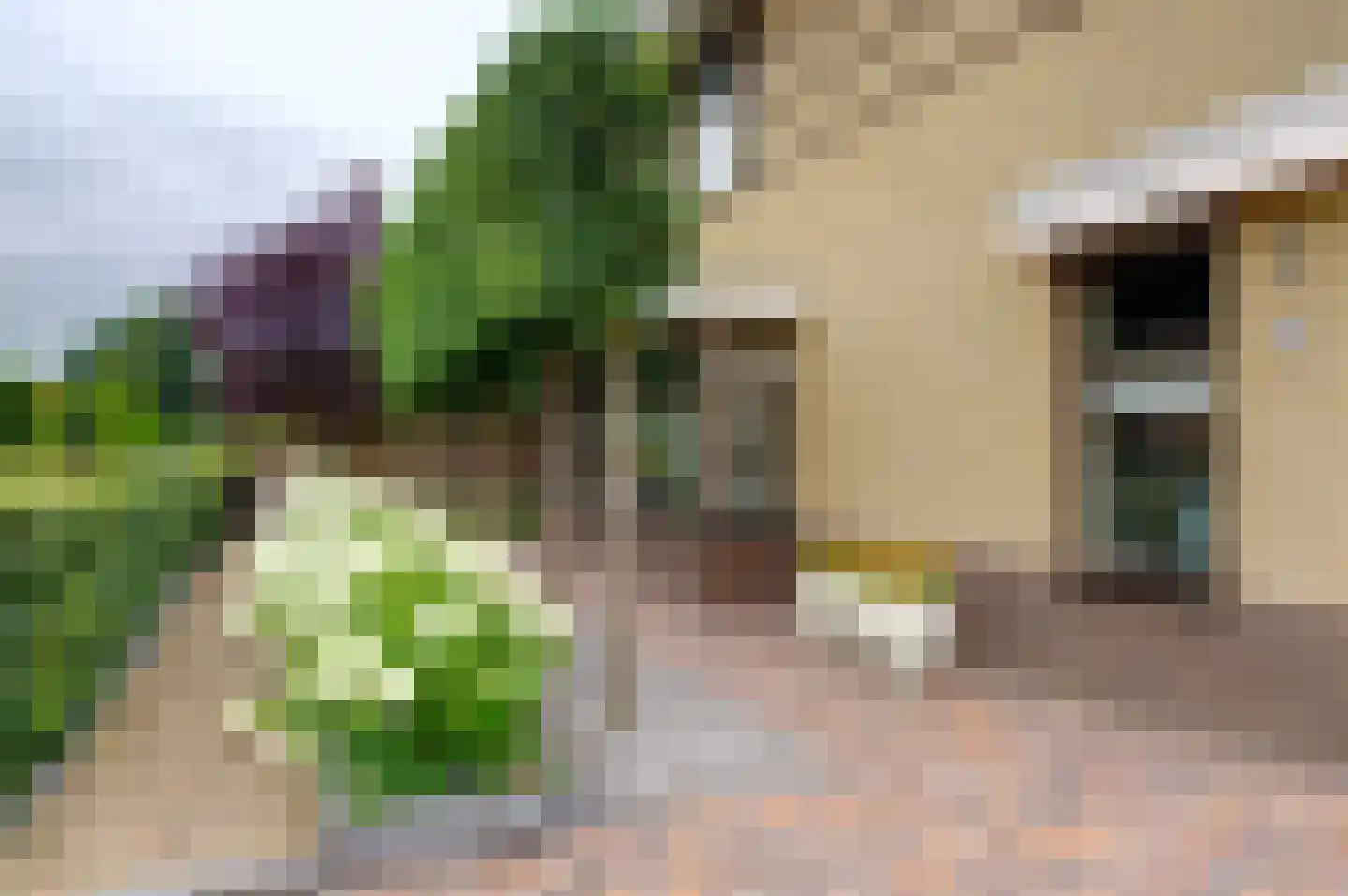 Dassenwissel 37 Winschoten thumbnail 51