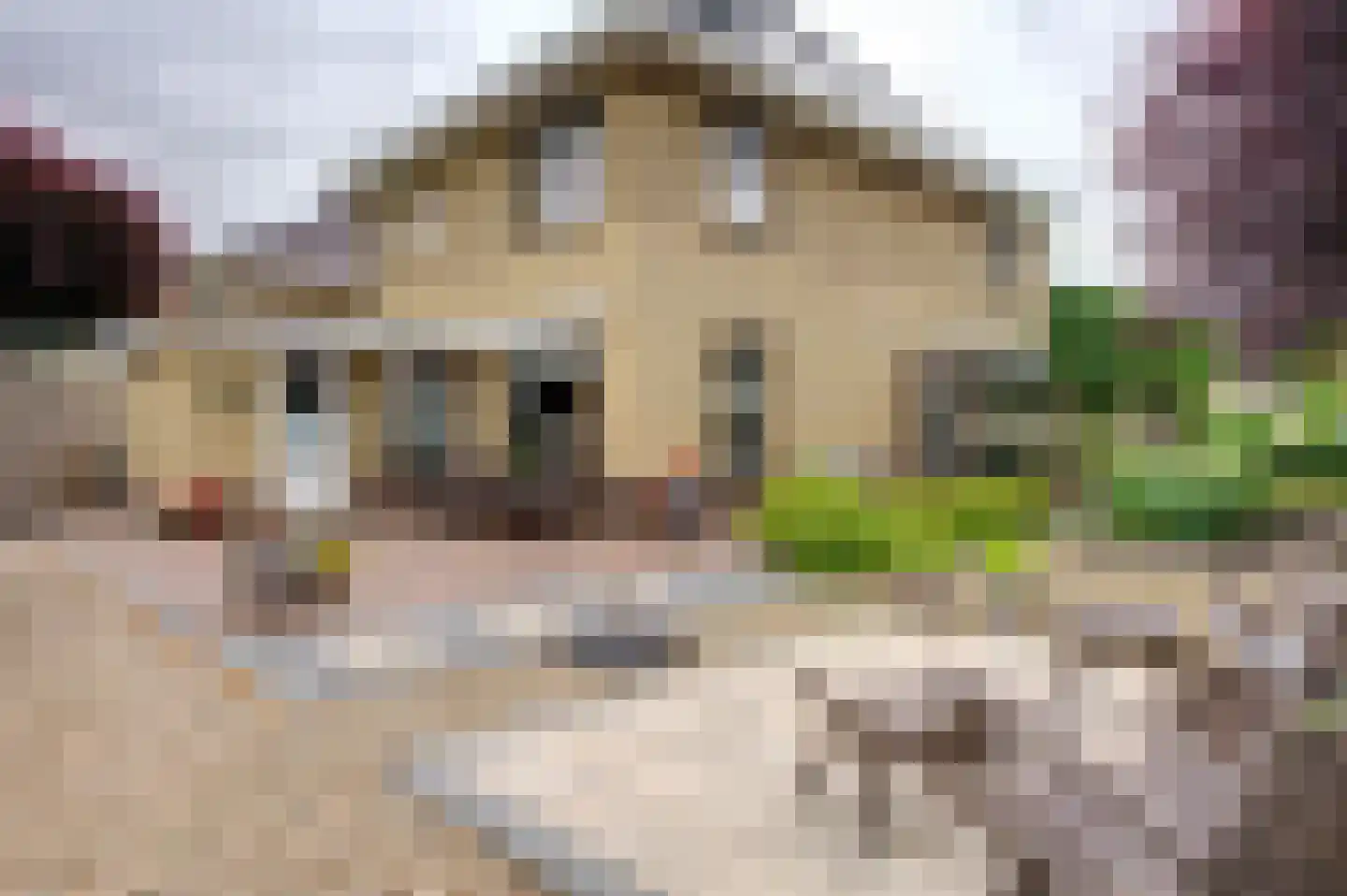 Dassenwissel 37 Winschoten thumbnail 7