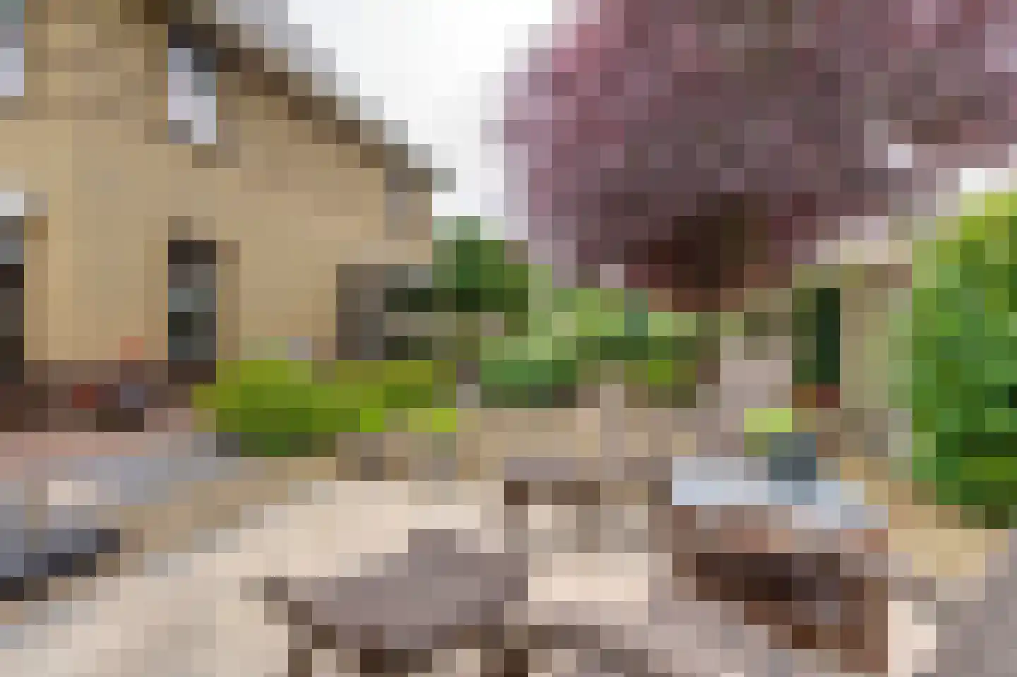 Dassenwissel 37 Winschoten thumbnail 9