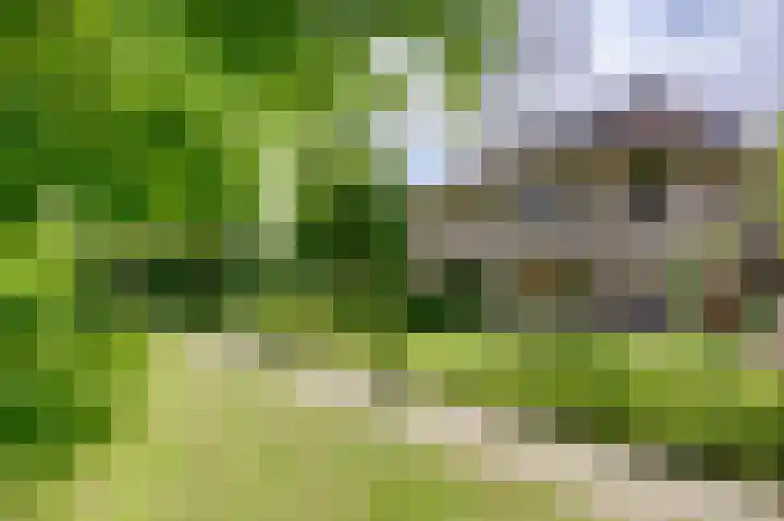 Dassenwissel 5 Winschoten thumbnail 34