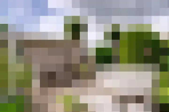 Dassenwissel 5 Winschoten thumbnail 38