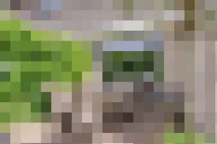 Dassenwissel 5 Winschoten thumbnail 39