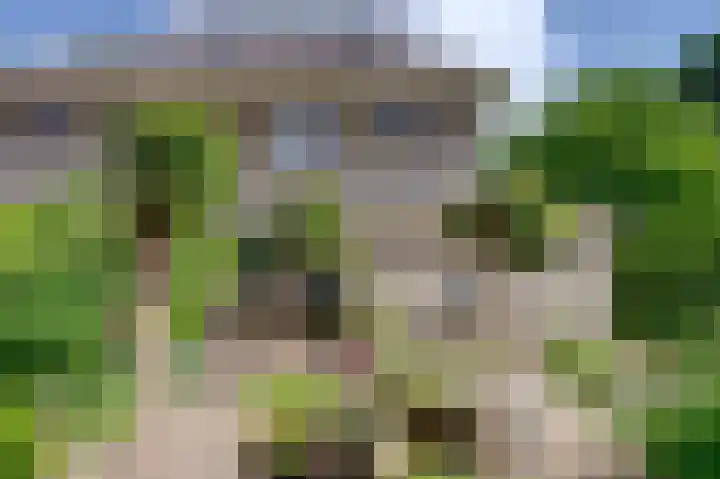 Dassenwissel 5 Winschoten thumbnail 4