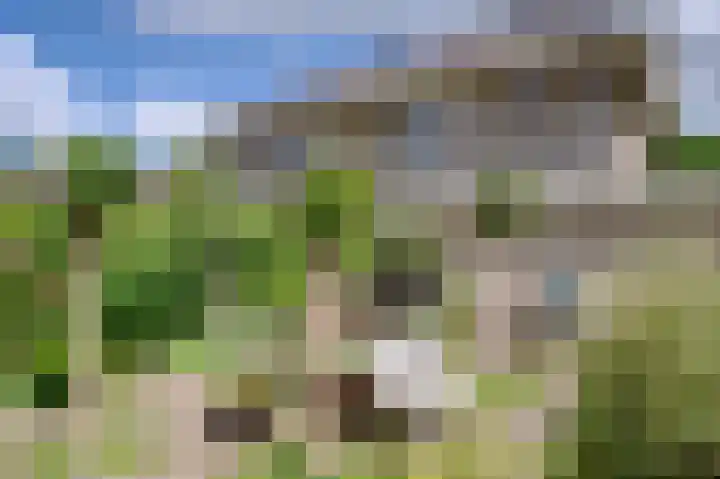 Dassenwissel 5 Winschoten thumbnail 5