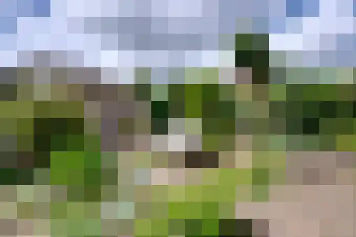 Dassenwissel 5 Winschoten thumbnail 6