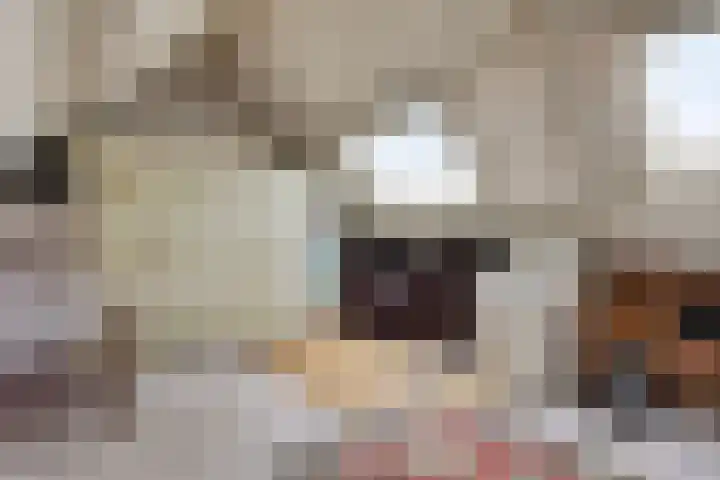 Dasseweide 13 Veghel thumbnail 37