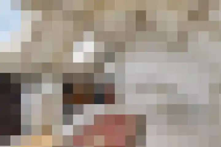 Dasseweide 13 Veghel thumbnail 38