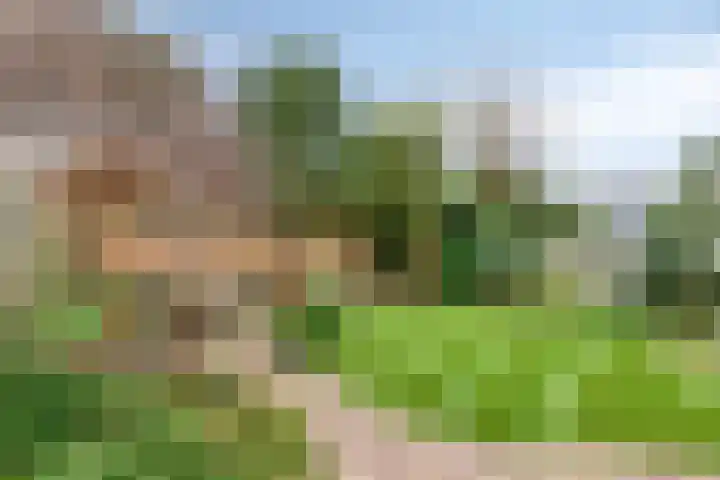 Dasseweide 13 Veghel thumbnail 49