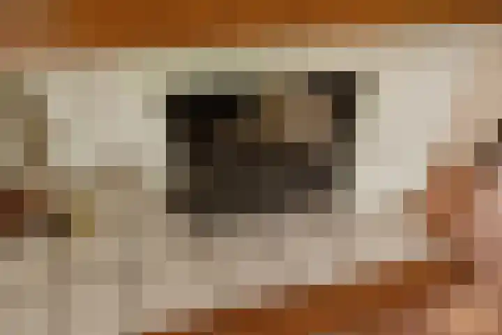 Datheenhove 46 Zoetermeer thumbnail 9