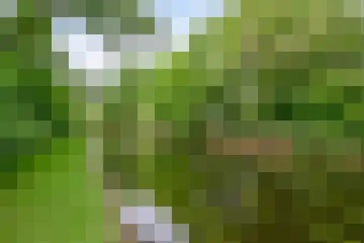 Dauphinélaan 30 Eindhoven thumbnail 31